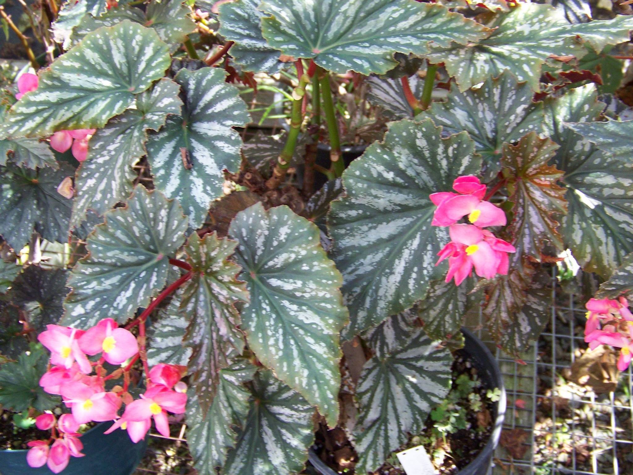 B. ‘Summer King’